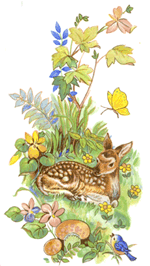 Deer - Fawn - Flower