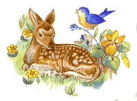 Deer - Fawn