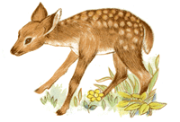 Deer - Fawn