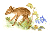 Deer - Fawn