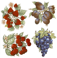 Fruit - Colorful - Strawberries, Plum, Grapes, Cherries