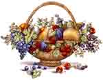 Fruit, Pear, Plum, Grapes, Cherries, Berries - Colorful Mural