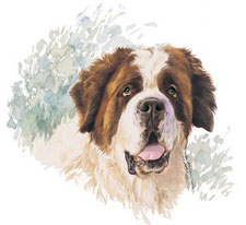 Dogs - St  Bernard