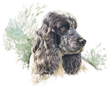 Dogs - Cocker Spaniel