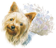 Dogs - Yorkie