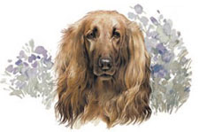 AFGHAN HOUND