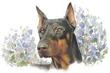 Dogs - Doberman