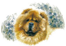 Dogs - Chow Chow