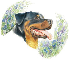 Dogs - Rottweiler