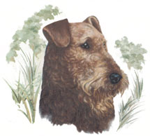 AIREDALE TERRIER