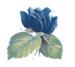 Roses - Blue