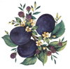 PLUM, PLUMS, Bloom