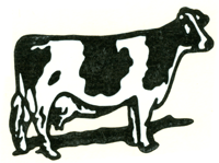 Black & White Cow