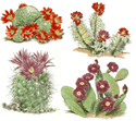 Cactus