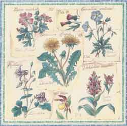 Wild Flowers-Herbs