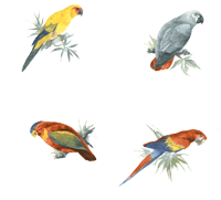 Jungle Birds