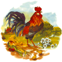 Rooster