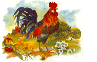 Rooster