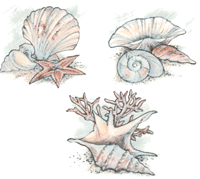 Shells