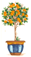 Orange Tree