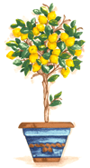 Lemon Tree