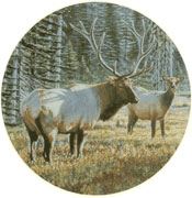 Elk