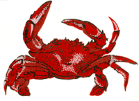 Crabs