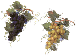 Grapes - Green, Purple