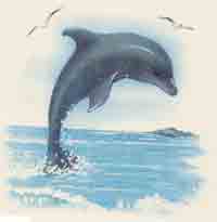 Dolphin