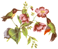 Hummingbirds and Pink Florals