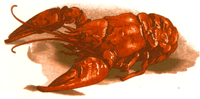 Lobster