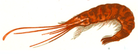 Lobster/Shrimp