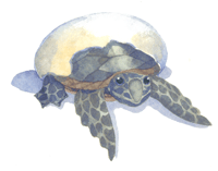 Sea Turtle