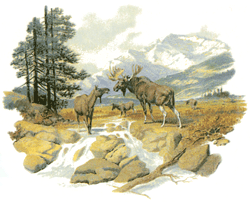 Moose Scene