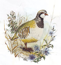 Quail