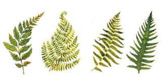 Ferns