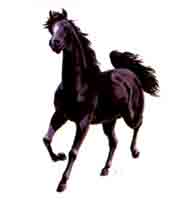 Horses - Black Stallion