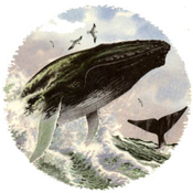 HUMPBACK WHALES