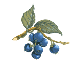 Fruits-Blueberry Blueberries