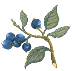 Fruits-Blueberry Blueberries