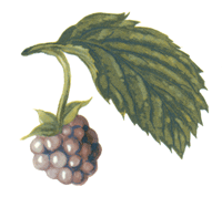 Fruits- Raspberry Raspberries