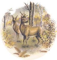 Deer Scene Buck & Doe