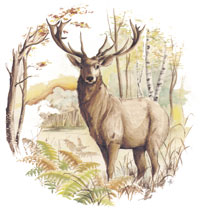 Elk Scene