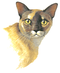 Cats Burmese