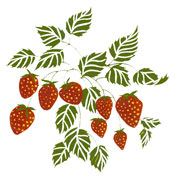 Strawberry - Strawberries