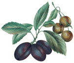 Fruit - Purple and White Plums