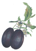 Fruit - Plums Purple with Blooms