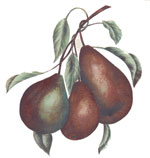 Pears with a branch and leaves