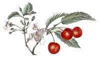 FRUITS (17724)