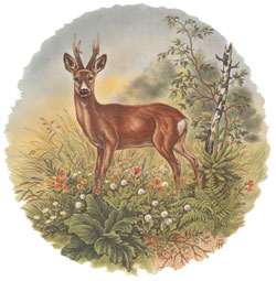 Buck - Deer